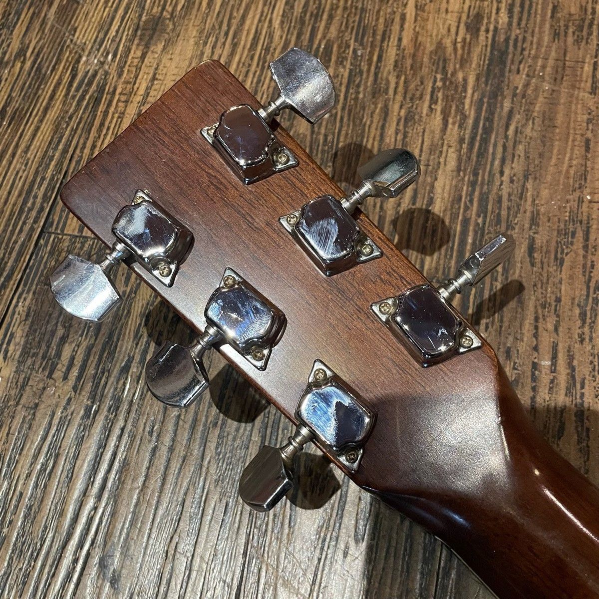 Tokai Cat