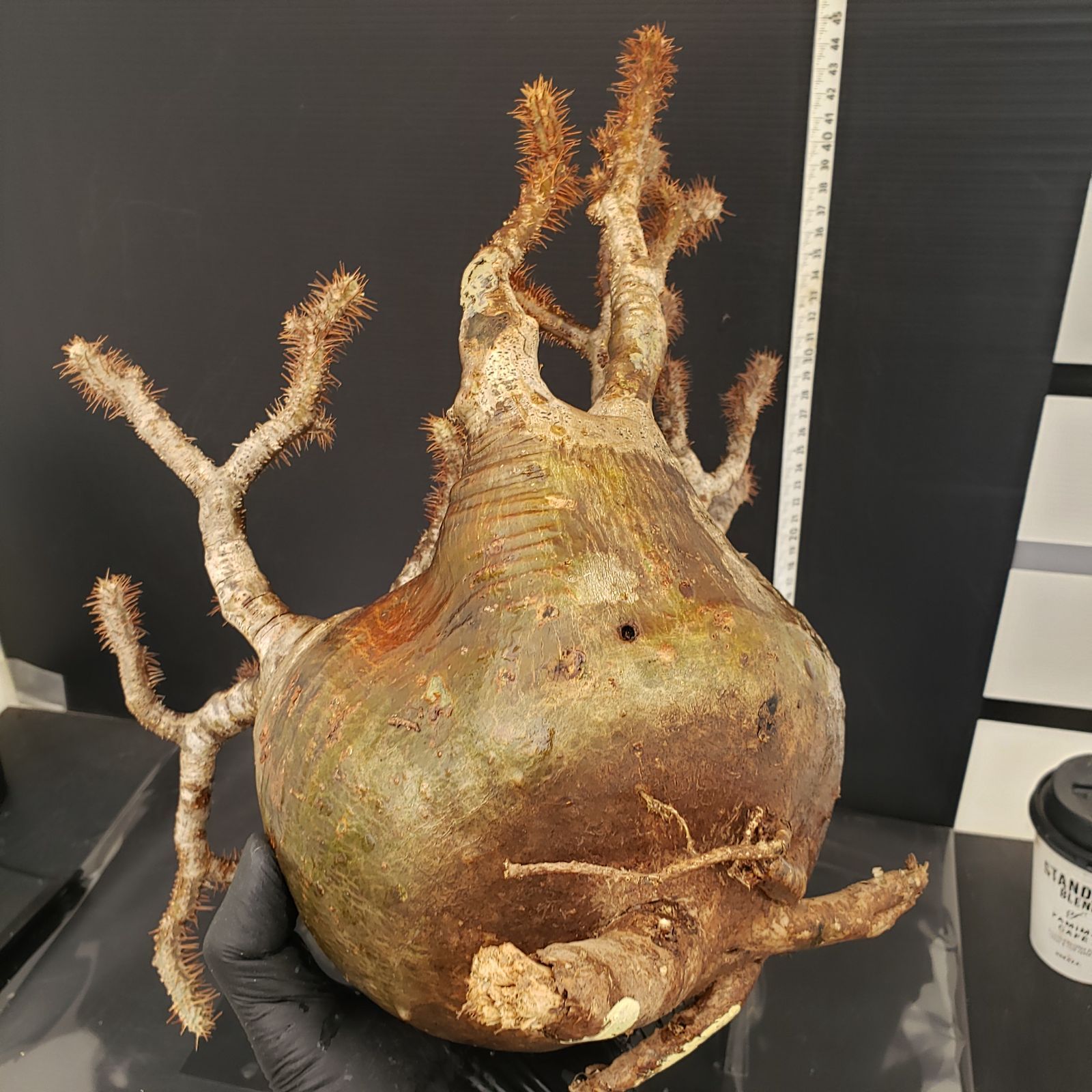 Y341【最新到着】Pachypodium グラキリス（XL）（現地球・抜き苗