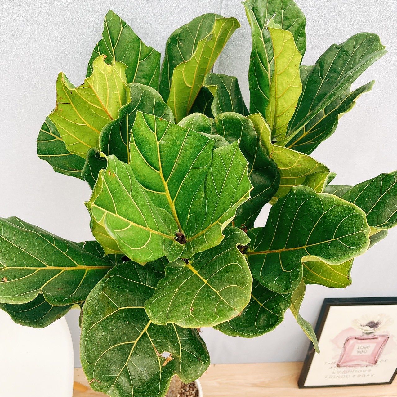 現品］※売約済※ 法人価格 6番 カシワバゴムの木 フィカス