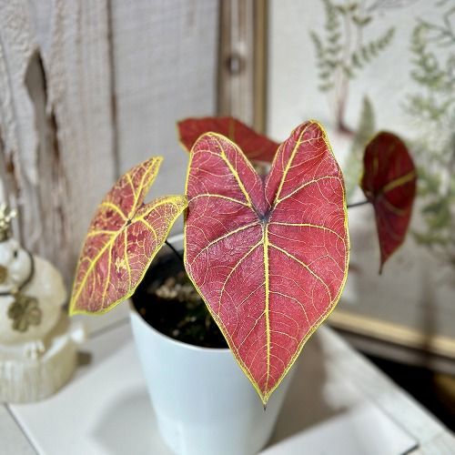 ボリューム少なめ】観葉植物 カラジウム ニューウェーブ 4号(個体