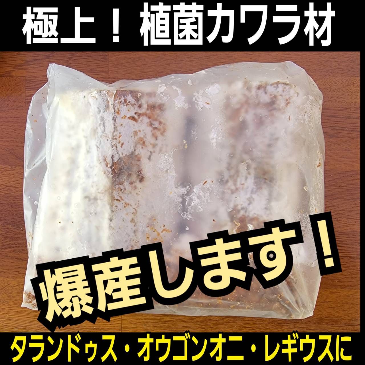 ４本セット！最強のクワガタ産卵木　特大サイズで爆産！植菌カワラ材　加水不用 4本セット！最強のクワガタ産卵木 特大サイズで爆産！植菌カワラ材