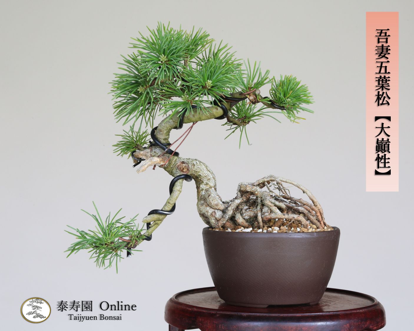 吾妻五葉松 大巓性 ダイテンショウ 実生 根上り 小品盆栽 泰寿園 Online 現品 盆栽 松柏 室内 鑑賞 趣味 卓上盆栽 盆栽鉢 グリーン 和 ギフト プレゼント 贈答品 ミニ盆栽 誕生日 母の日 父の日 敬老の日 記念日 お祝い 33