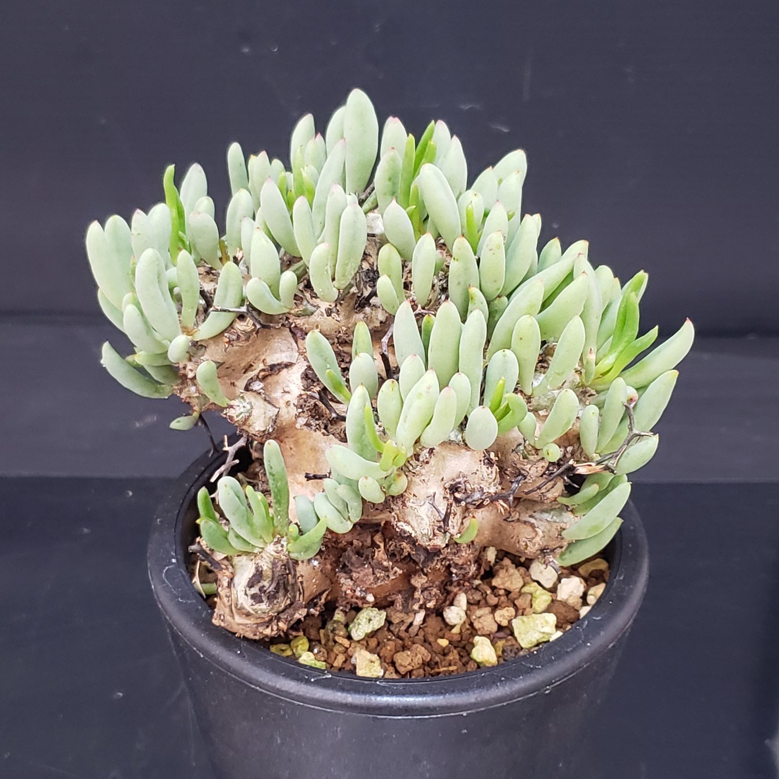 V361【自社養生株】チレコドン レティキュラータス 万物想（現地