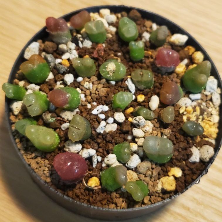 コノフィツム コンカブム セット（写真の苗全部） : 多肉植物  