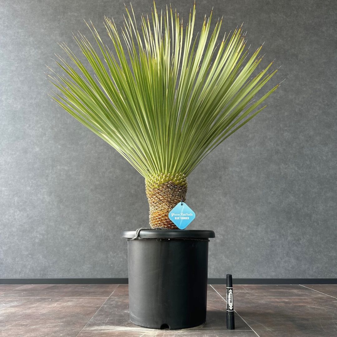 ユッカロストラータ ブルーサンダー ロックガーデン ドライ ユッカ ロストラータ ブルーサンダー② | hanayoshi-botanical ユッカ