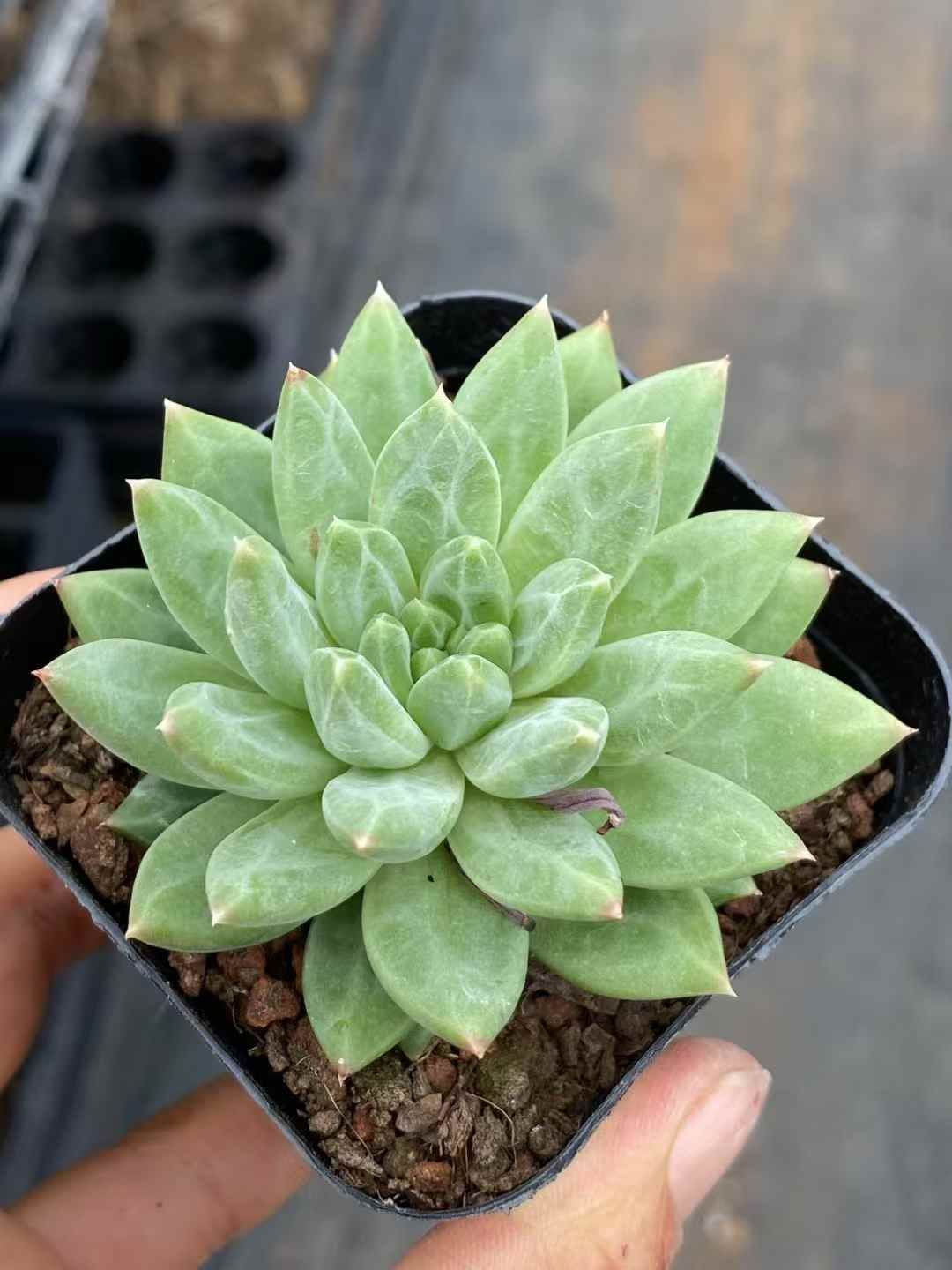 QS1011×50 コウコツブン 抜き苗 多肉植物 アエオニウム エケベリア 韓国苗 YUZUMIYA_COM