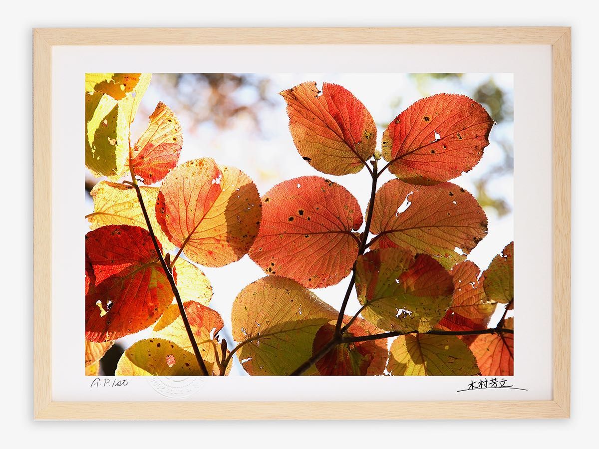 アートフォト 絵画 壁掛け オオカメノキの紅葉/白山/インテリア 壁掛け