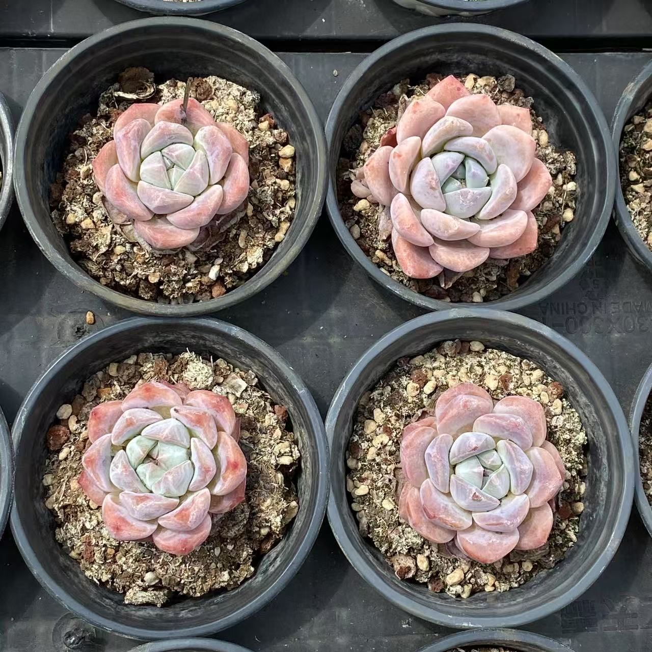 ZM1535いちごがとろとろ 韓国苗 多肉植物 抜き苗 エケベリア - メルカリ