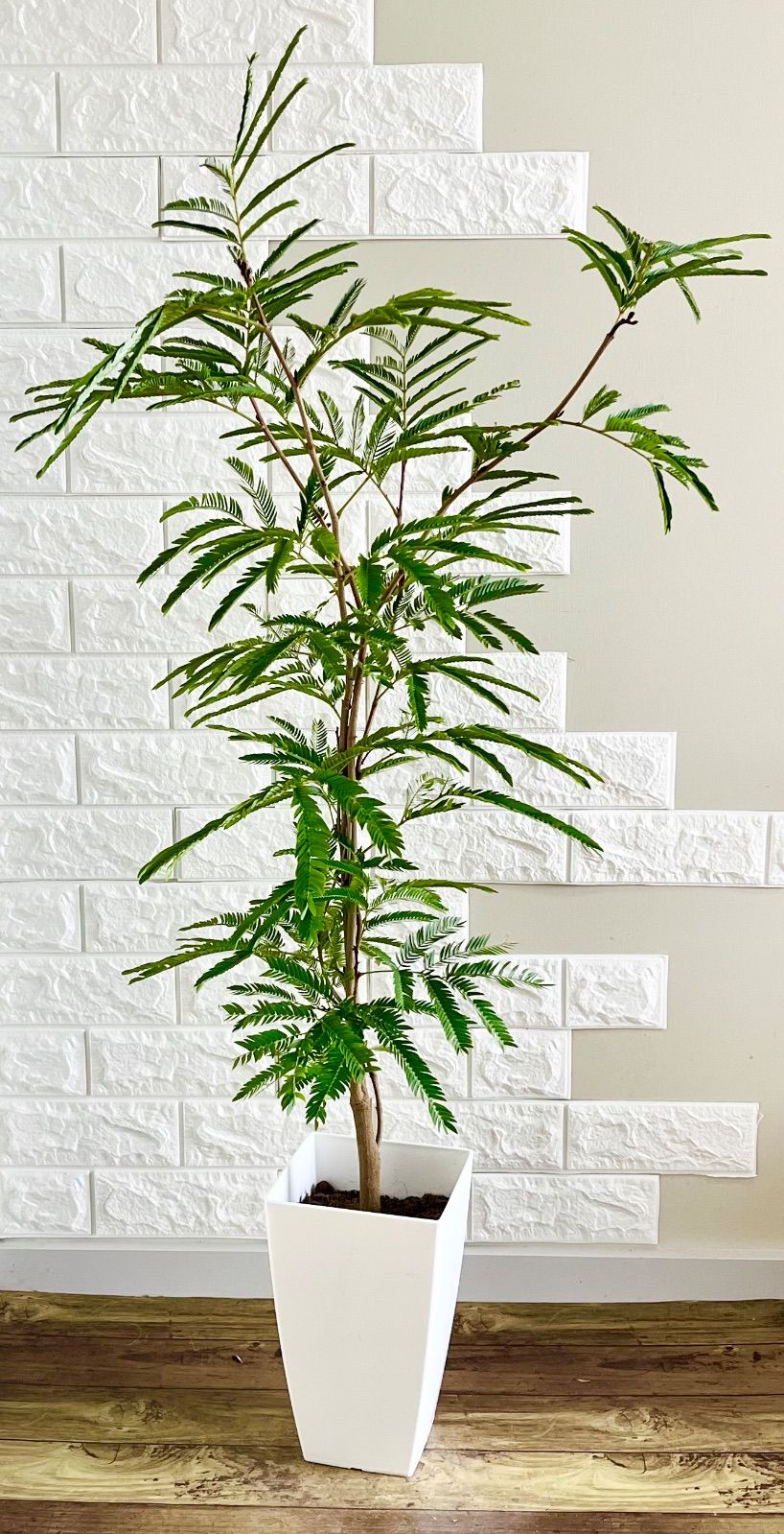 エバーフレッシュ⭐️樹形◎