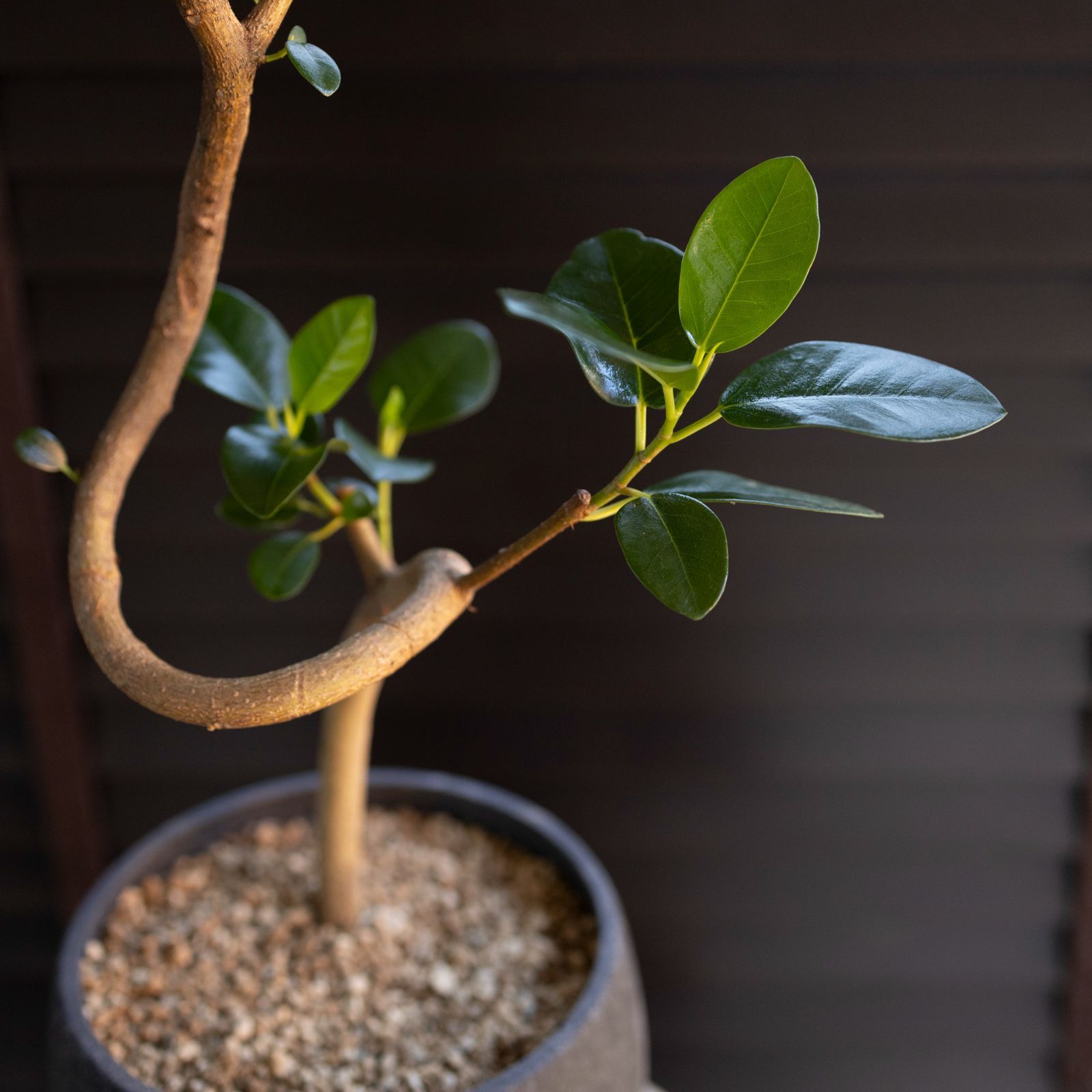 フィカス ルビギノーサ 曲げ仕立て フランスゴムの木 Rubiginosa 6号