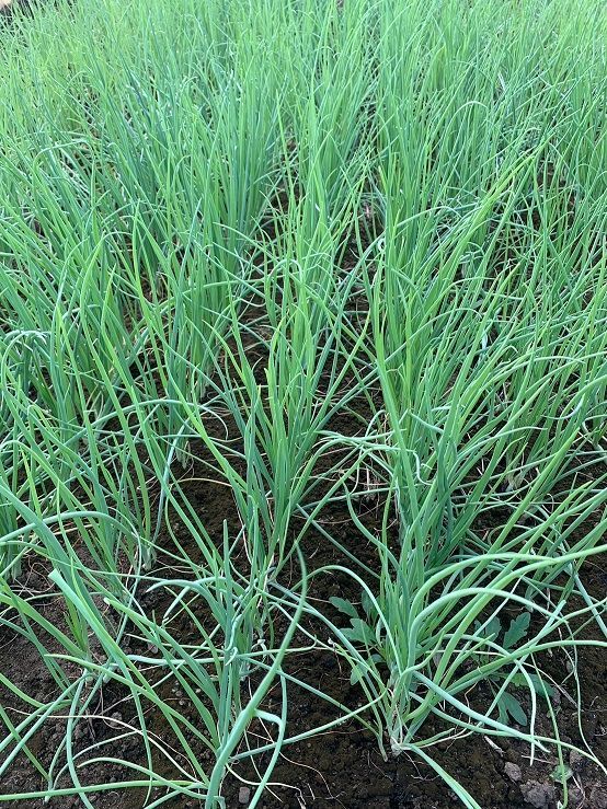最終値下】玉ねぎ苗「ネオアース」500本 🌱🧅 - メルカリ
