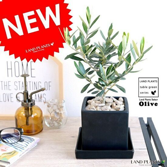 Kirsten sloth キースン・スロッツ ボウル