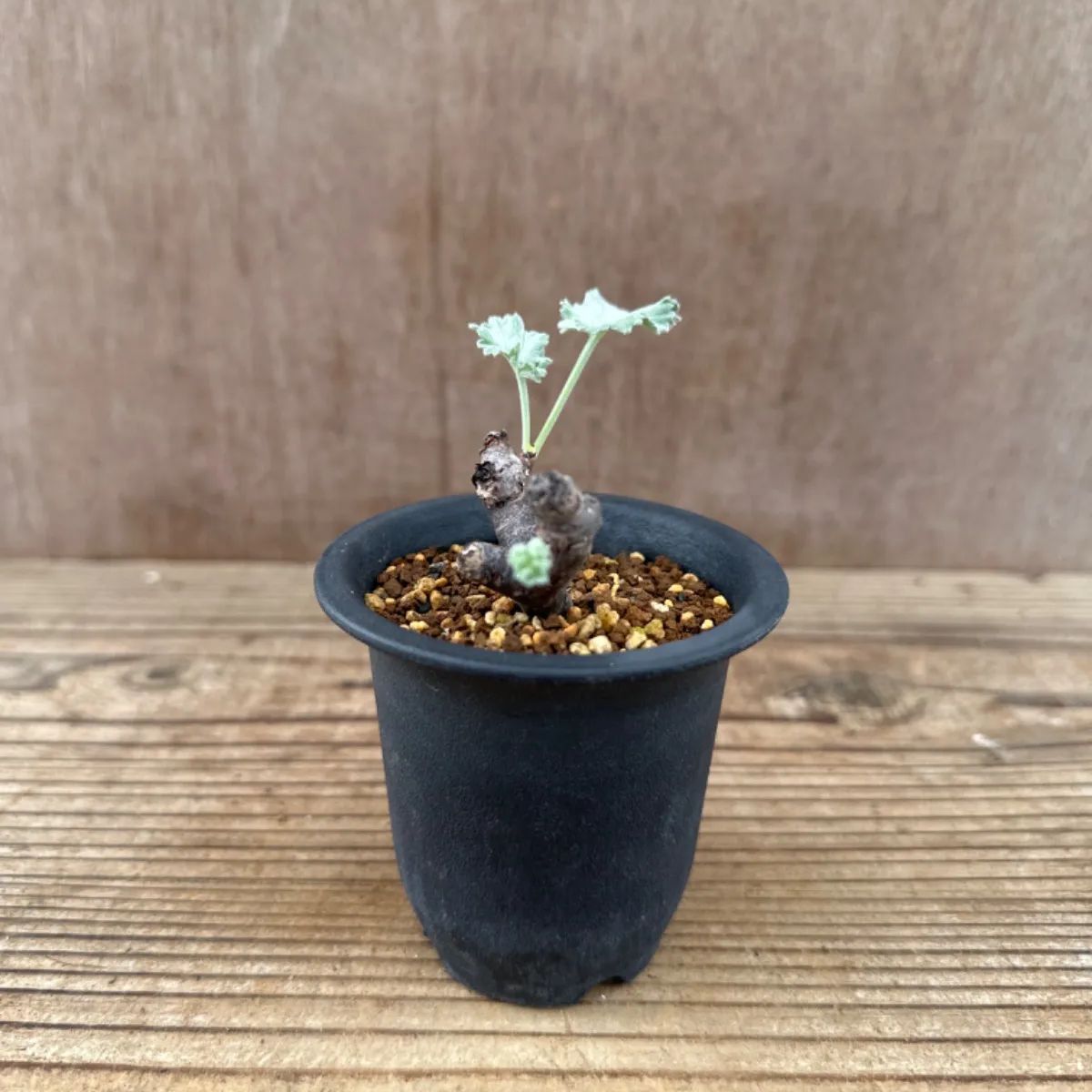 ペラルゴニウム ミラビレ③ 現品 Pelargonium mirabile 観葉植物 ペラルゴニウム ミラビレ③ 現品 Pelargonium mirabile 観葉植物