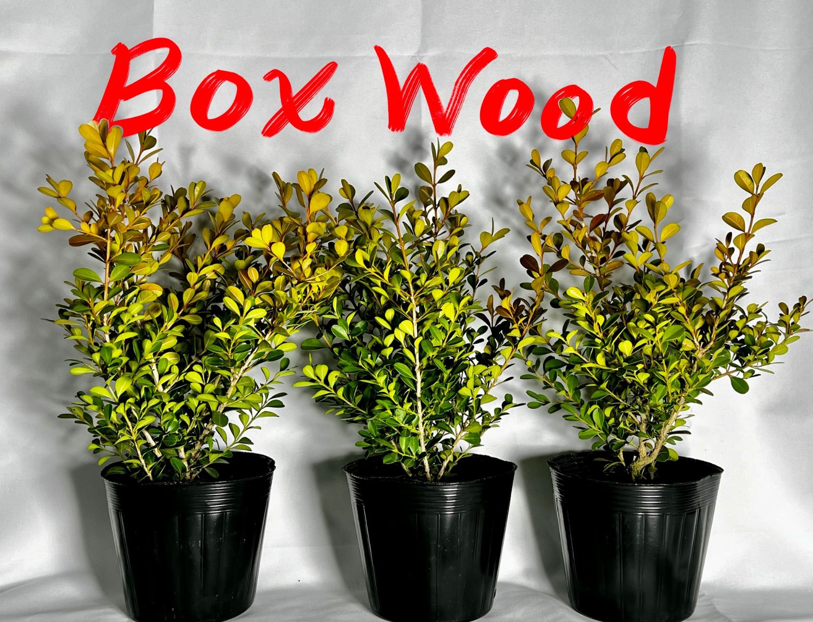 城西大学陸上競技部ユニホーム上下 オンライン