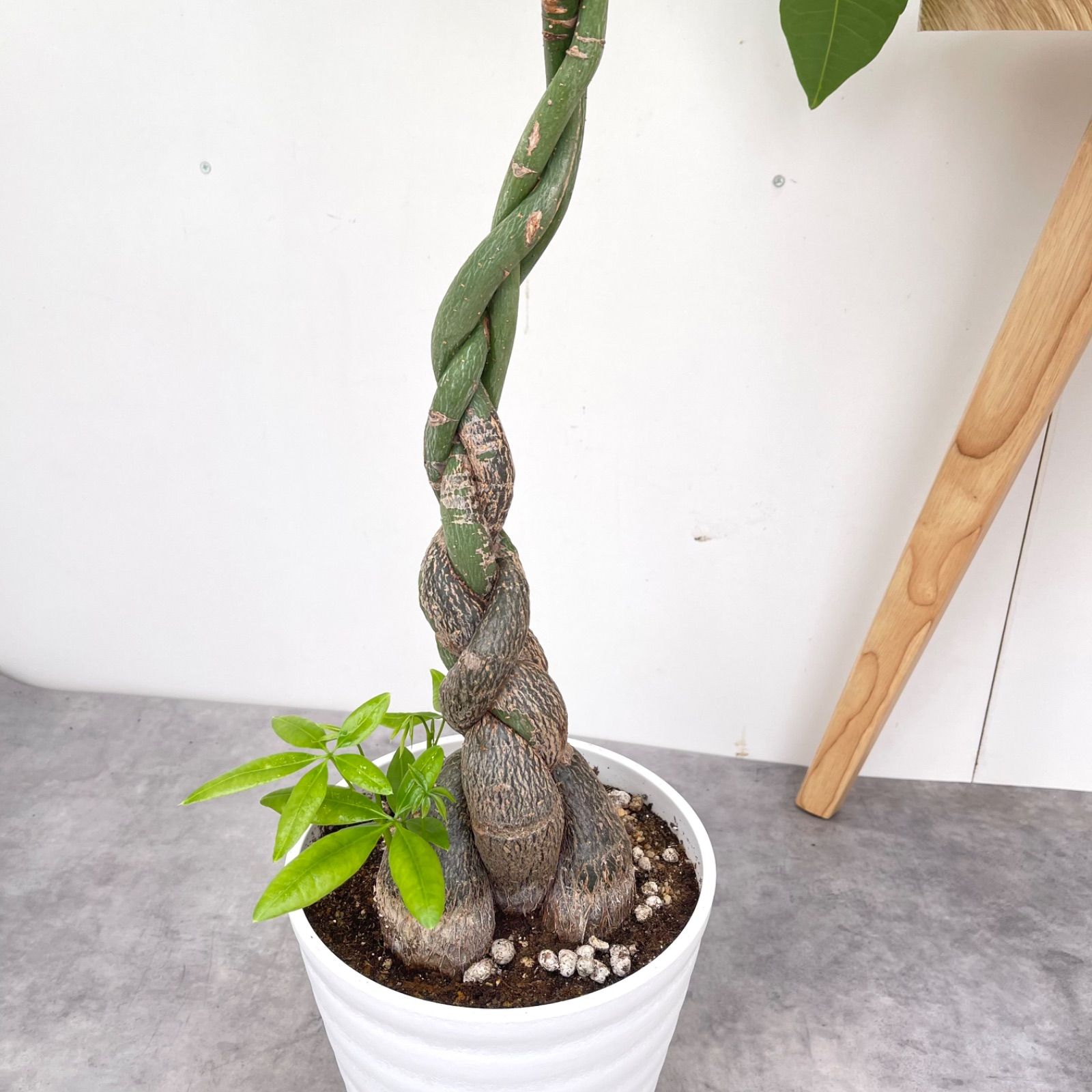 パキラ ねじり 10【現品】観葉植物 室内 大型 - メルカリ