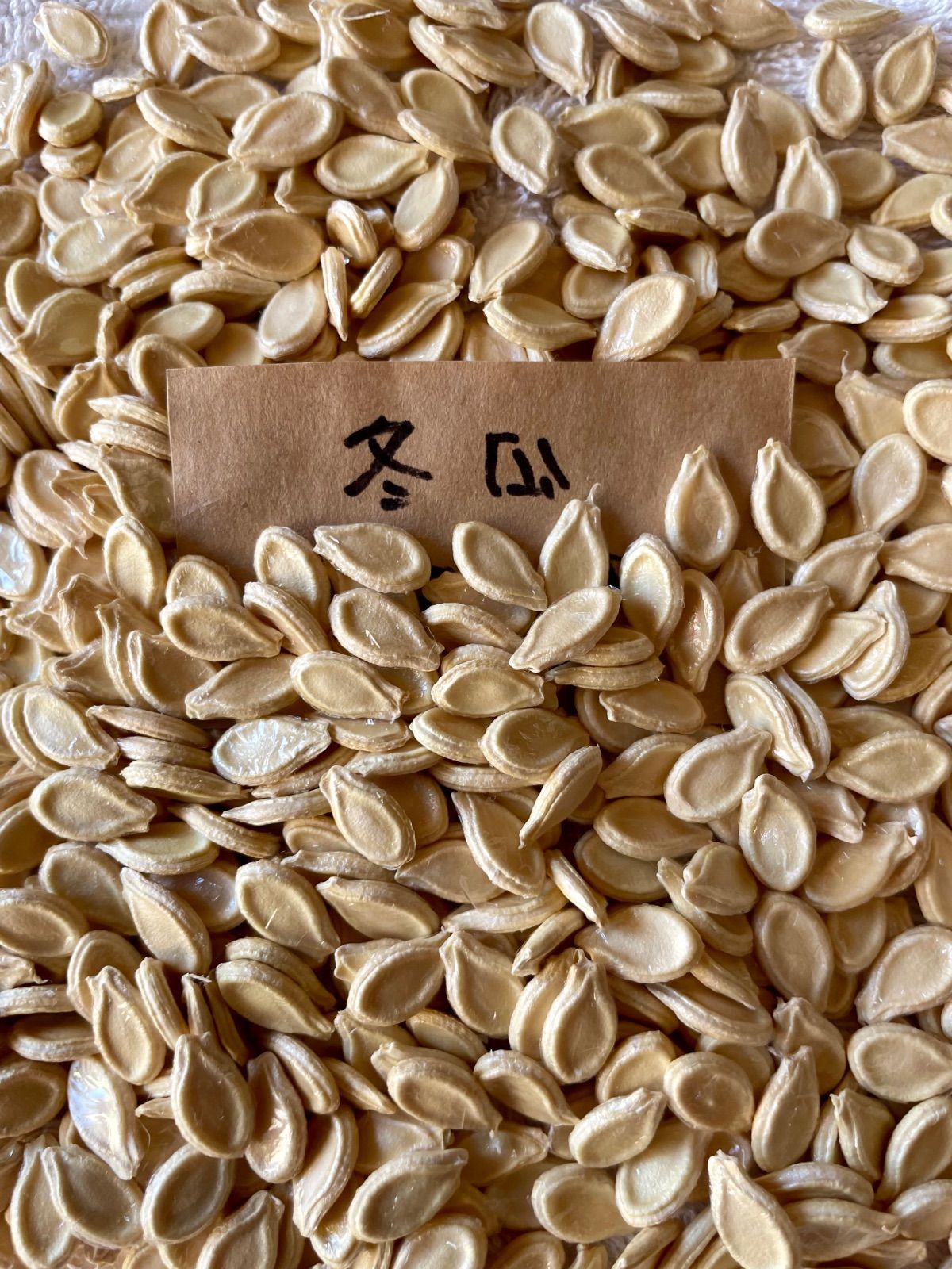 長冬瓜のタネ40粒 無農薬・固定種 キツツキファーム - メルカリ