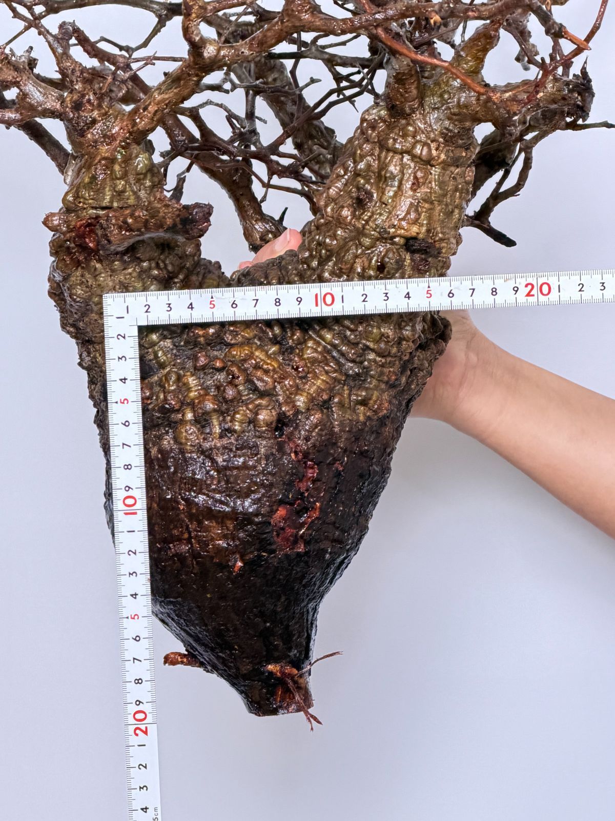  2025セール開催中！ A5 Maison de Madagascar オペルクリカリア パキプス ベアルート株 マダガスカル選抜株 Operculicarya pachypus パキプス コーデックス 【緊急大幅値下げ！】