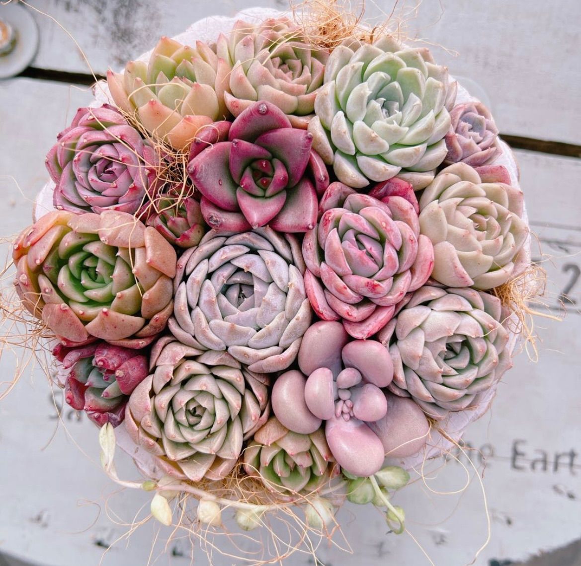 多肉植物 カット苗 エケベリアの寄せ植えセット №6143 - メルカリ