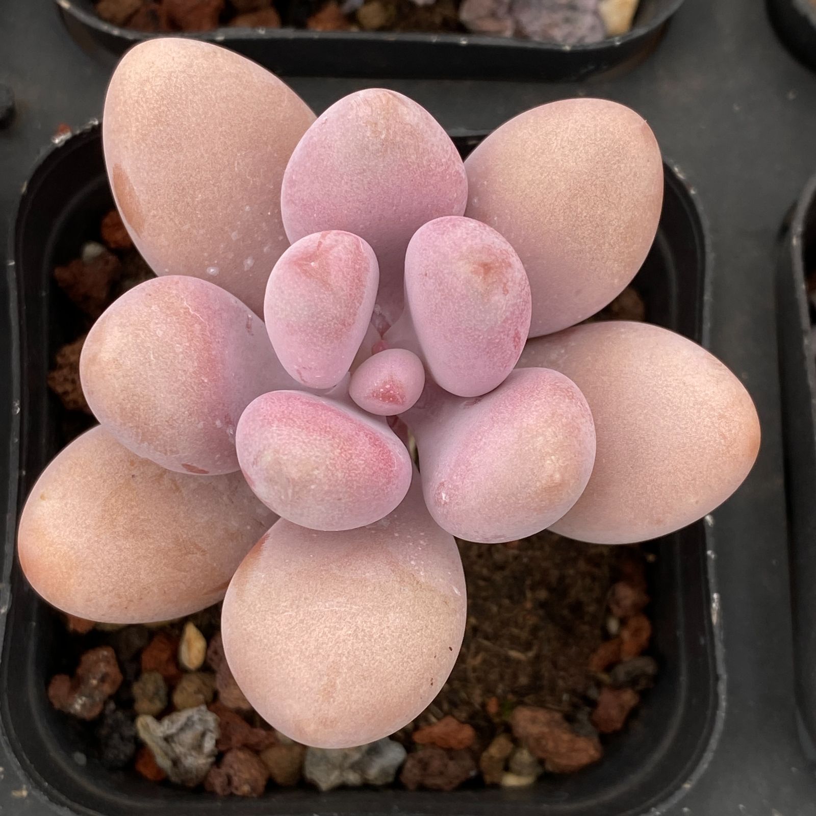 マイコレ デカベリア miso苗✡️ラウリンゼ×ロメオ✡️多肉 秘蔵っ子 抜き苗 おらいさん苗 ミックスベリア スノーミルフィーユ 青札 そわそわ