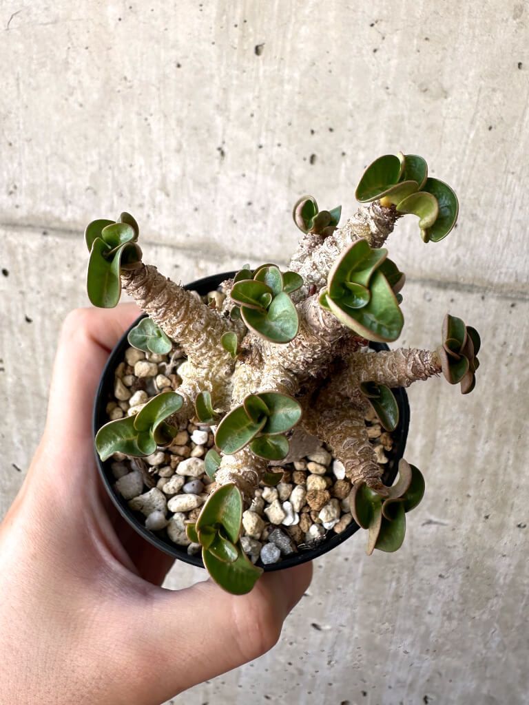 現品限り】アデニウム・DHA 葉巻【G26】 Adenium DHA【植物