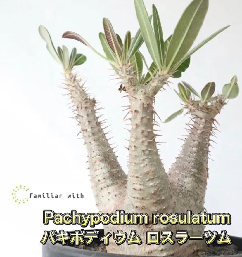 パキポディウムグラキリス Pachypodium rosulatum var. gracilius 種