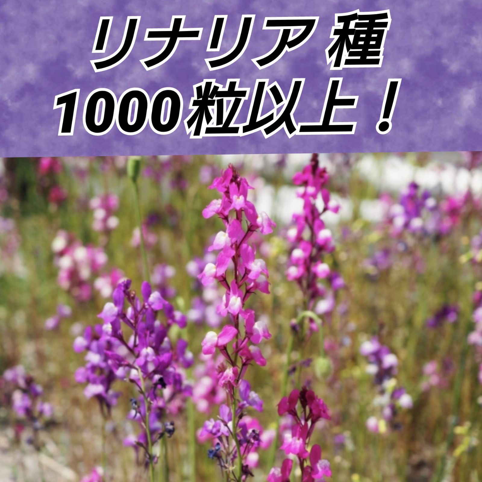 メルカリshops リナリア 花種1000粒以上