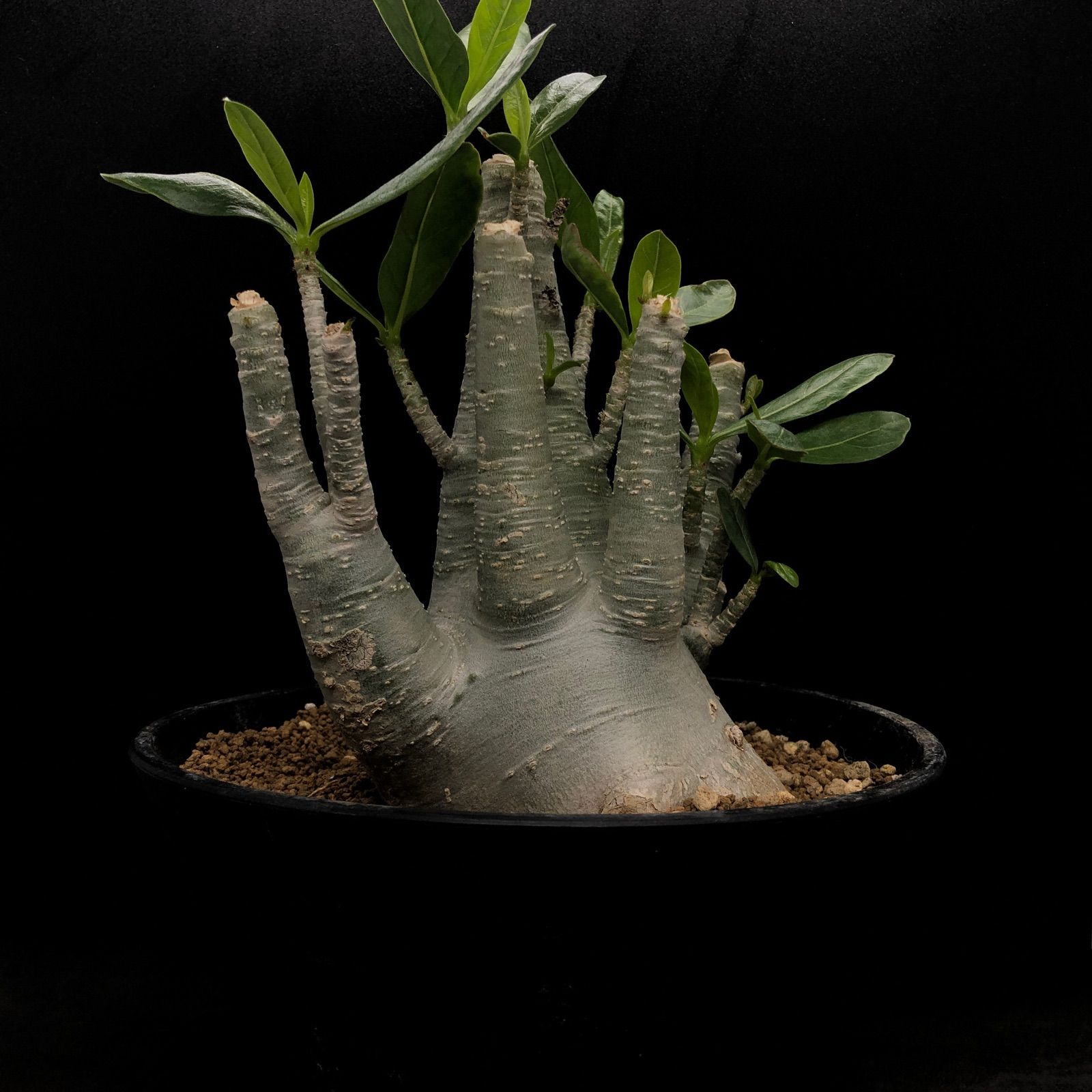 【ドワーフ/極太/塊根植物】 アデニウム アラビカム BT 鉢植え-14 ドワーフ/極太/塊根植物】 アデニウム アラビカム BT 鉢植え A-2