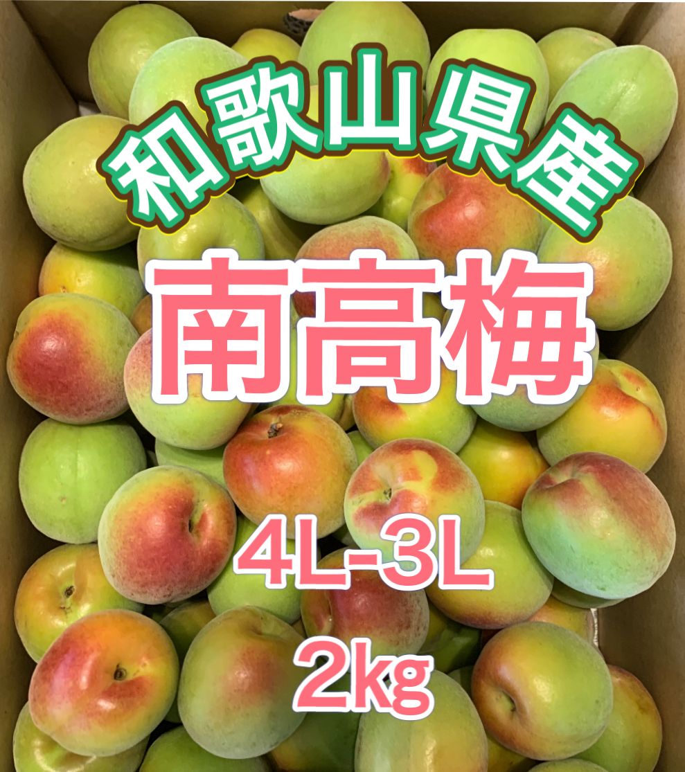 特価商品 和歌山県紀南産 完熟南高梅12㎏ 2L 10㎏L - 食品