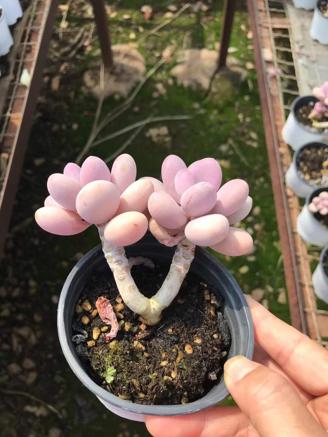 SKL1208×36 モモタマゴダブル 抜き苗 多肉植物 アエオニウム エケベリア 韓国苗