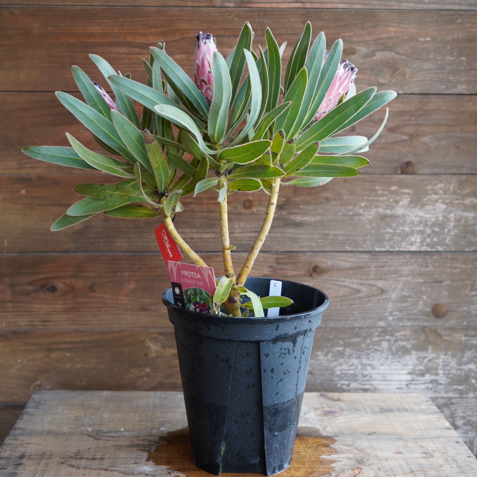 プロテア ② オーストラリスルビー オージープランツ 観葉植物 【公式