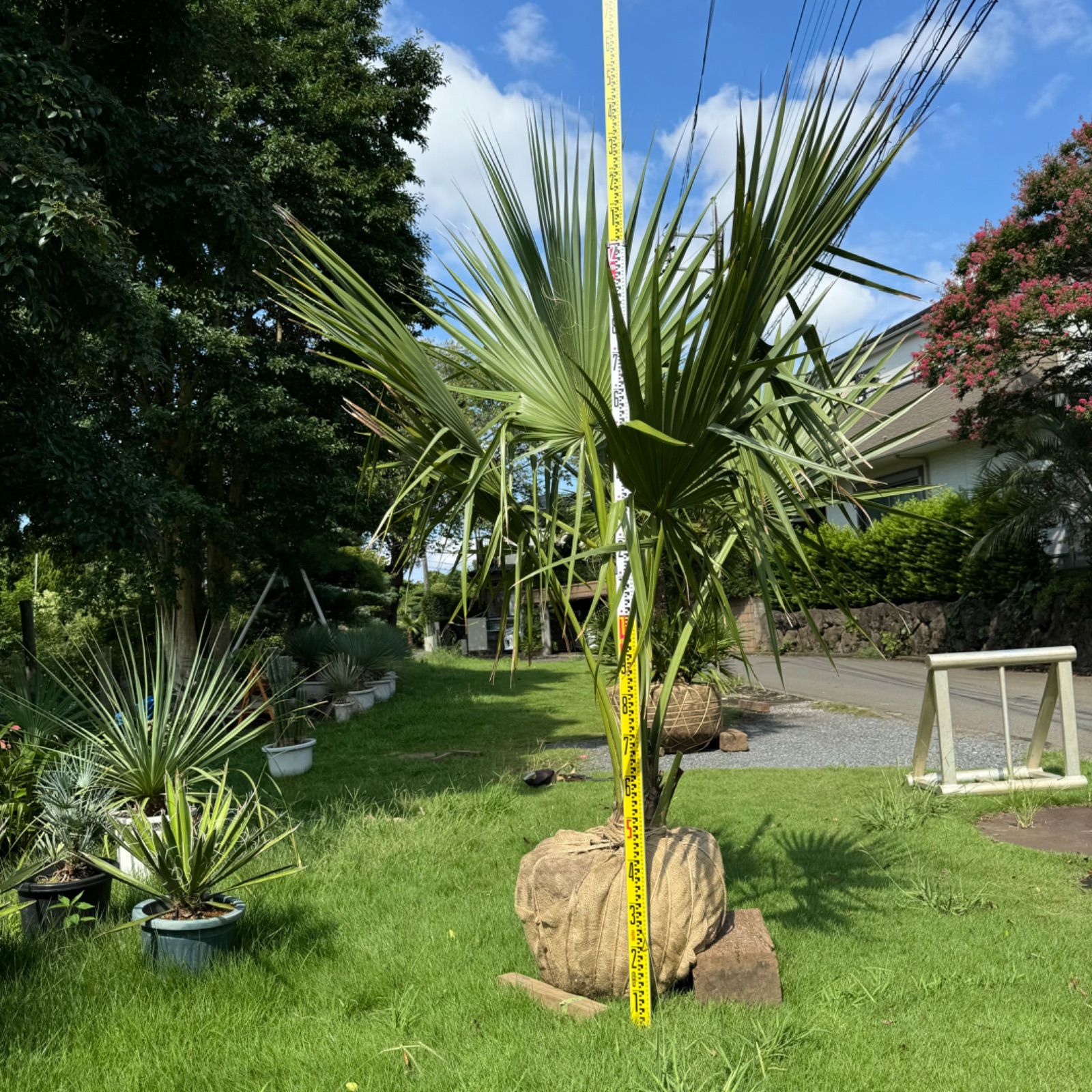 希少】サバルヤシ - メルカリ