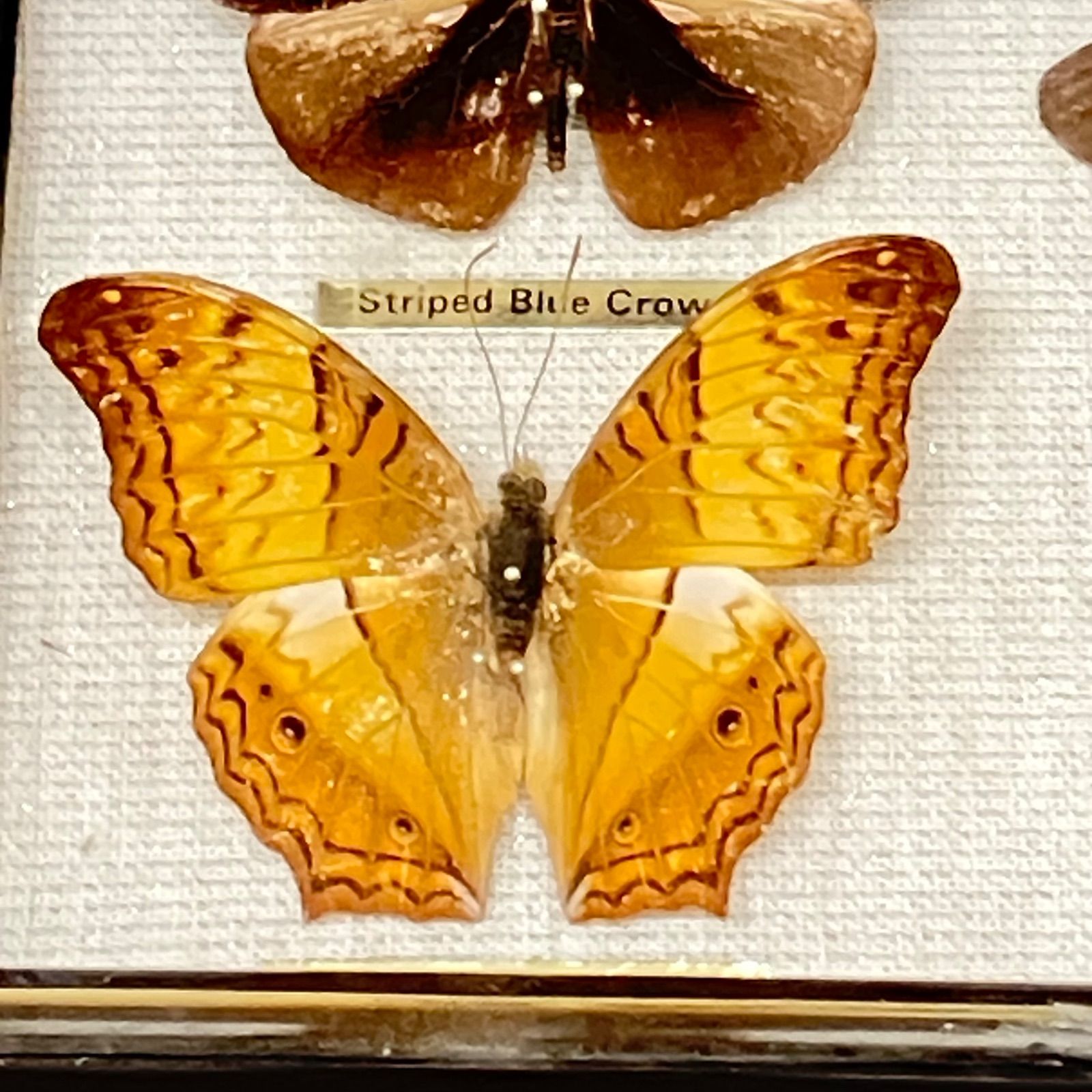 蝶 13種標本 アカエトリバネアゲハ コモンブルーボトル オレンジアルバトロス イシガケチョウ スソビキアゲハ アオタテハモドキ ツマムラサキマダラ エロタチャイロタテハ ウラナミンシロチョウ ダークブルージャングルグローリー シロモンルリマダラ など STEELWINDOWSANDDOORS_COM