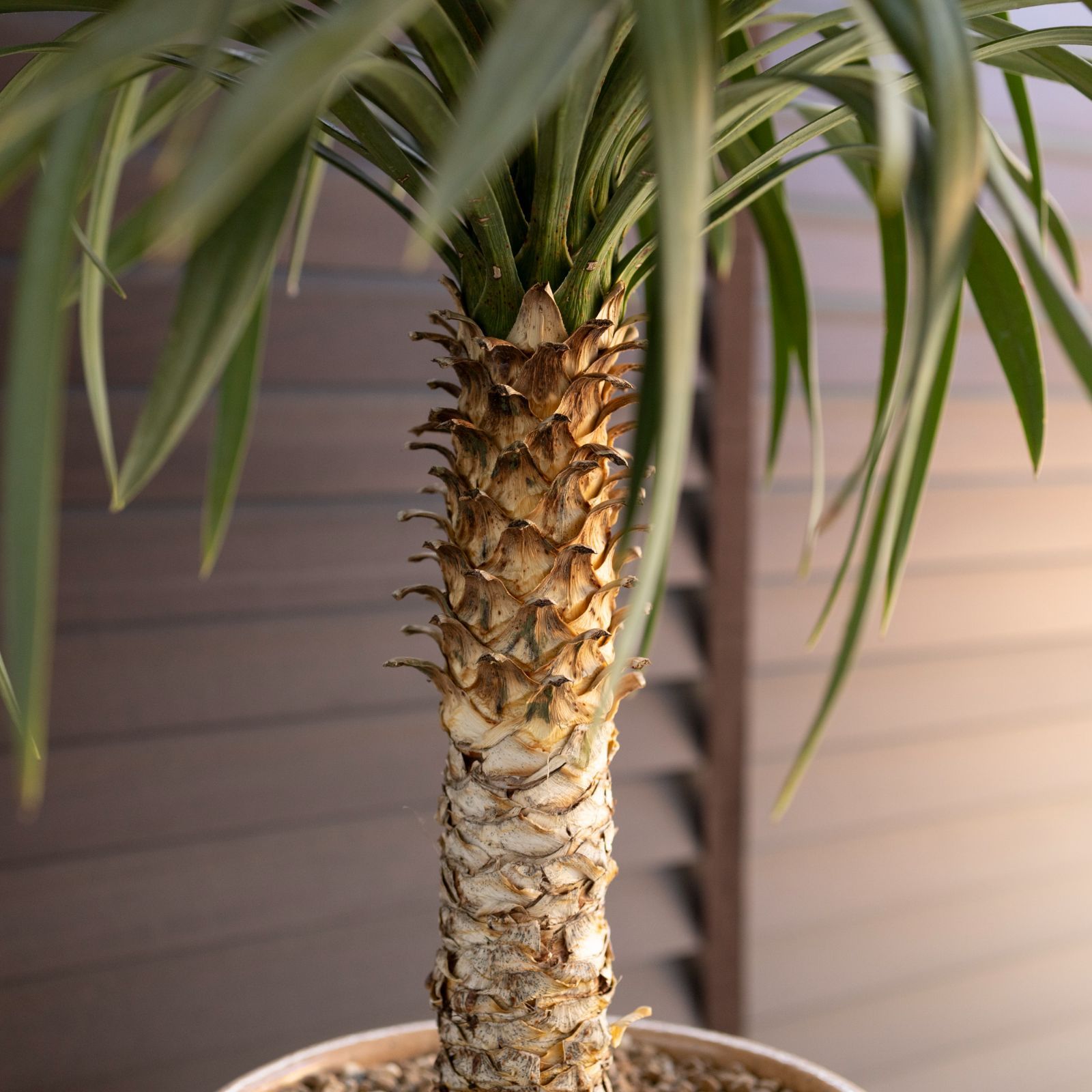 現品】多頭 ユッカ・デスメティアーナ 9号 KH番 現品・現物】多頭