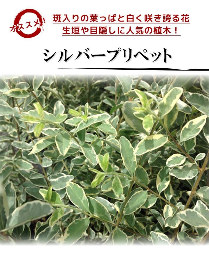 10本セット シルバープリペット樹高0.4m前後15cmポット