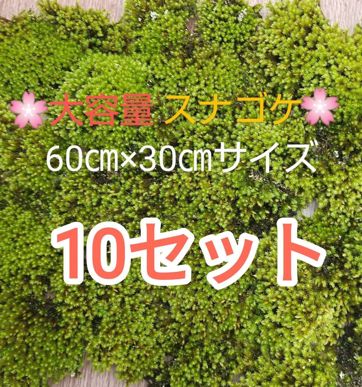スナゴケ大容量 60×30cmサイズ×10 たっぷりサイズ