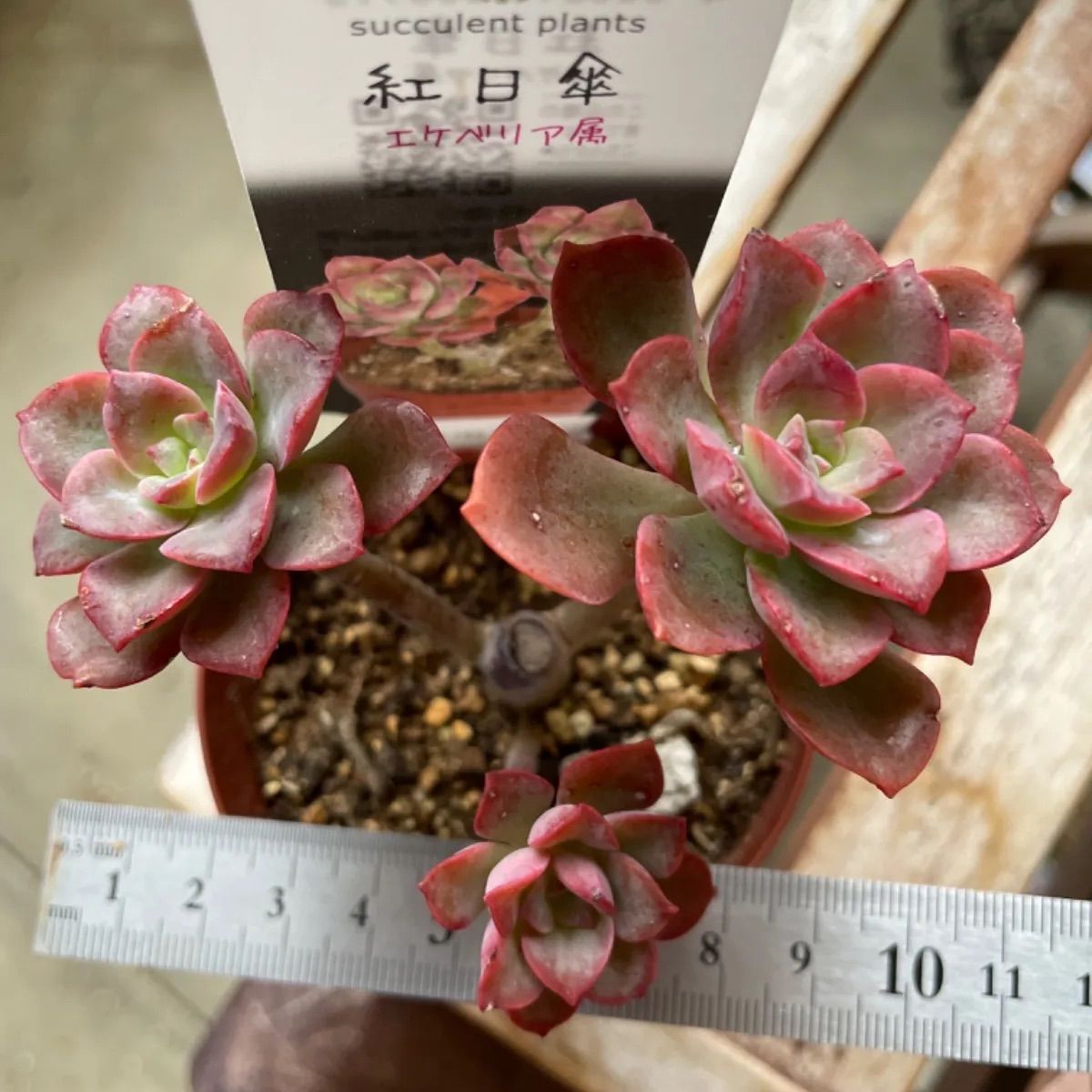 紅日傘❣️札付き❗️多肉植物 抜き苗 - メルカリ