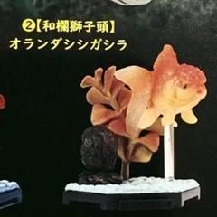 フル彩色フィギュア金魚立体図鑑ミニチュア観賞魚ガチャガチャ