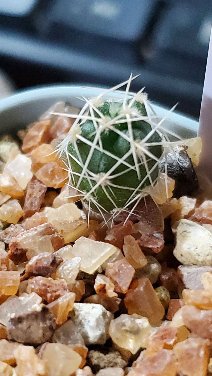 テフロカクタス アオラカンザス FNつき 18種類セット 5粒ずつ