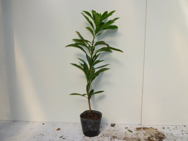 貝塚伊吹サイドテーブル コーヒーテーブル ナイトテーブル 観葉