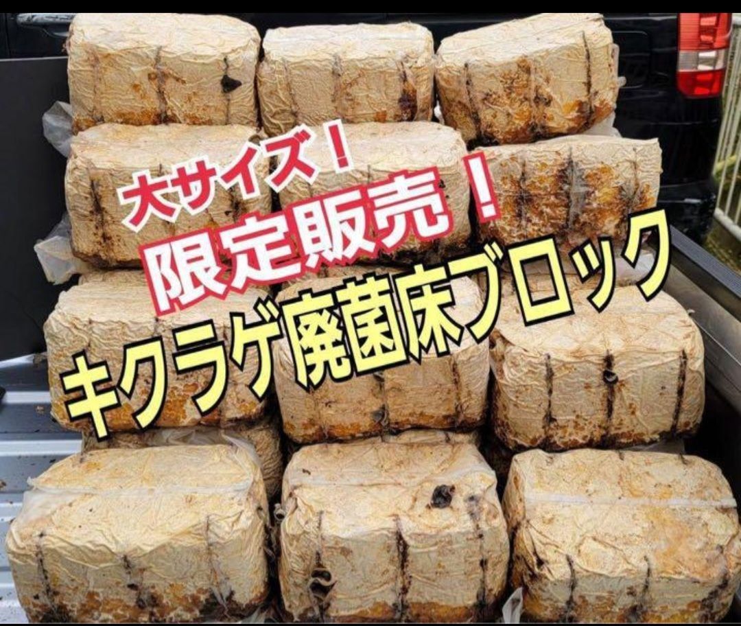 カブトムシ幼虫の栄養強化に！キクラゲ菌床ブロック【4個】マットに埋め込むだけ！ - メルカリ