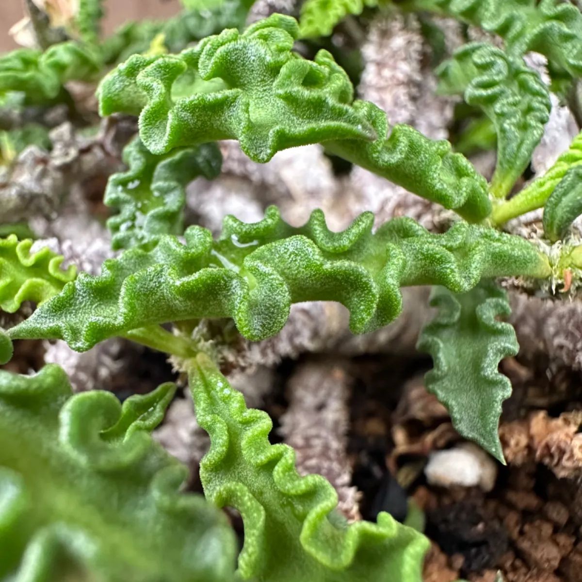 ユーフォルビア デカリー　現品　Euphorbia decaryi  トウダイグサ科 ユーフォルビア属 ちび花キリン 花キリン  観葉植物 観葉 植物  多肉植物 多肉 カクタス  ユーフォルビアインテリア