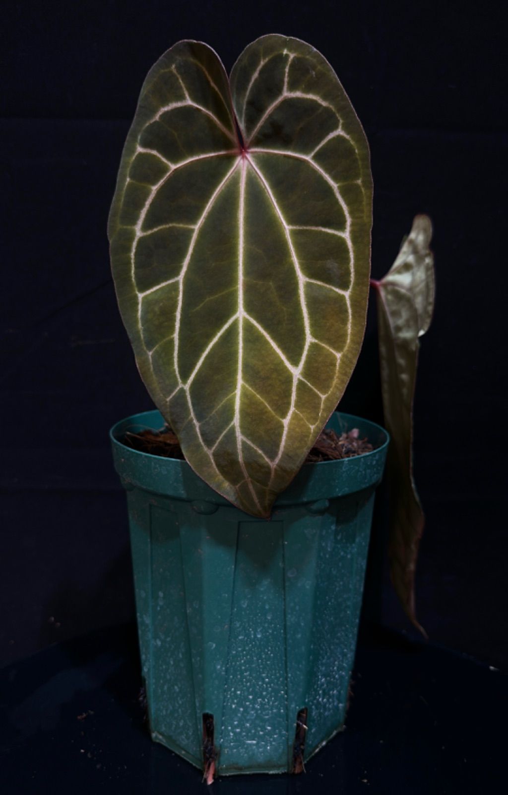 赤い脈ありタイプ」「オリジナル」 アンスリウム エースオブスペード