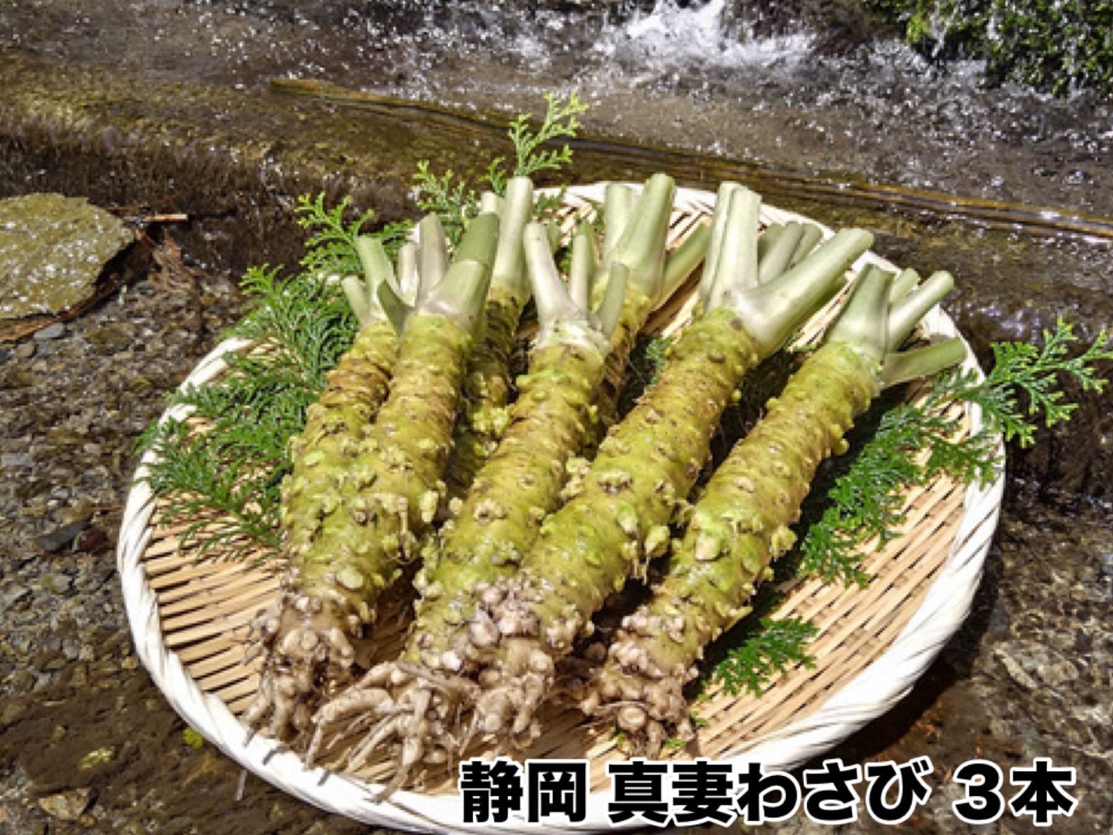 特大わさび1kg フレンド 粉わさび 1kg ( 山葵 / ワサビ
