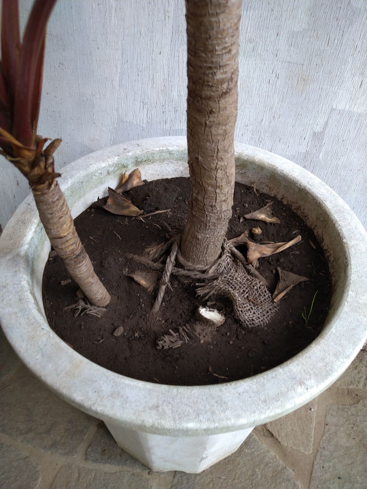 ニオイシュロラン3本立ち ニオイシュロラン 3本立 葉先190cm 【根巻き