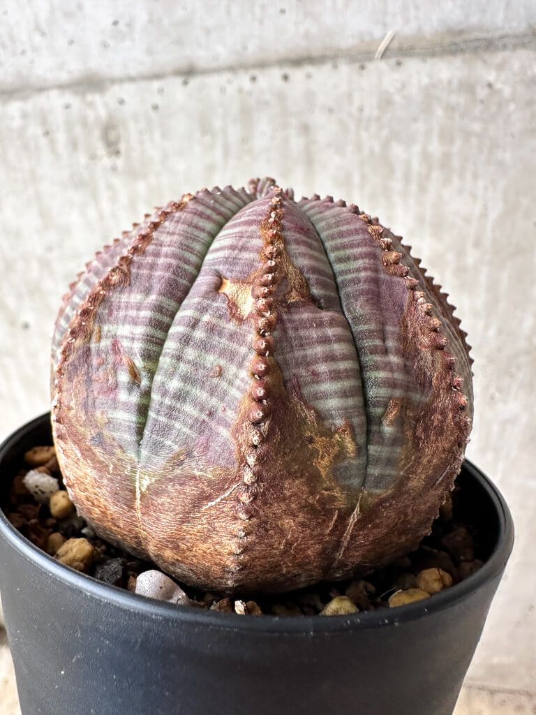 現品限り】ユーフォルビア・オベサ【S50】 Euphorbia obesa【植物
