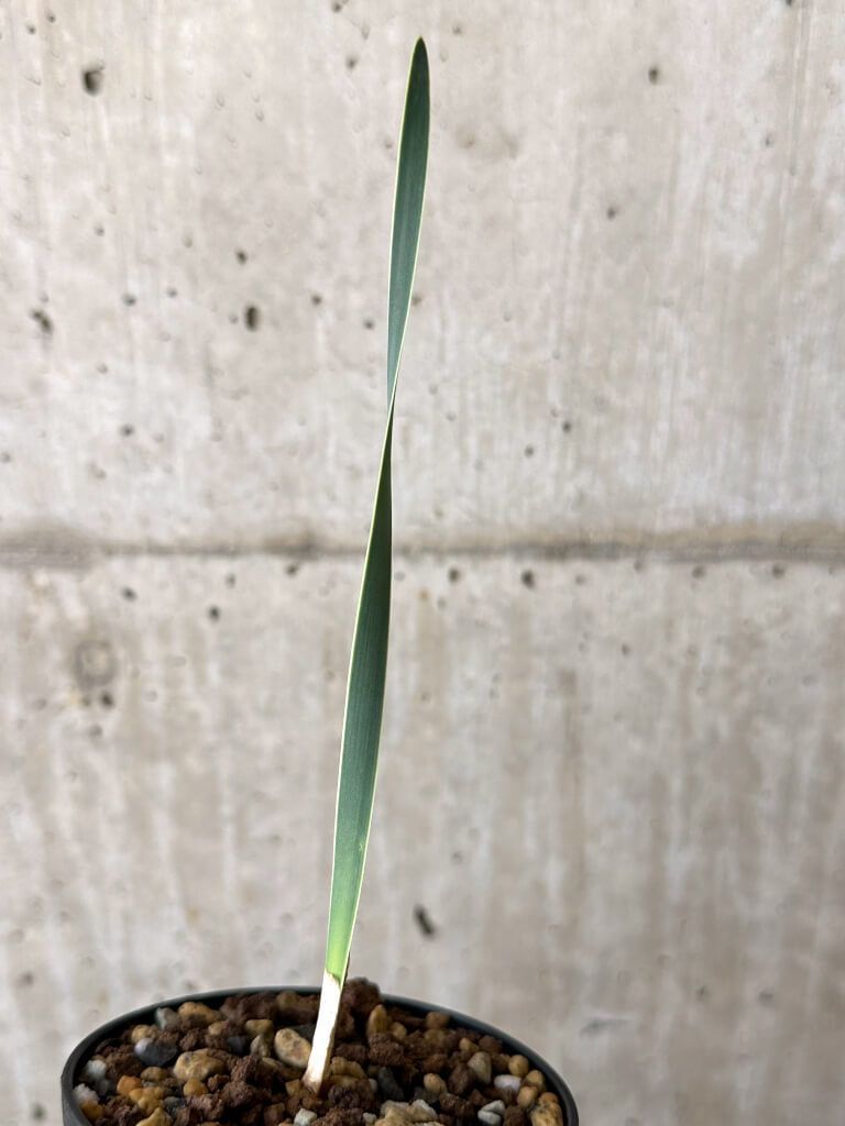 園芸ネット本店｜ブーファン：ディスティチャ 4号鉢植え* の通販【公式