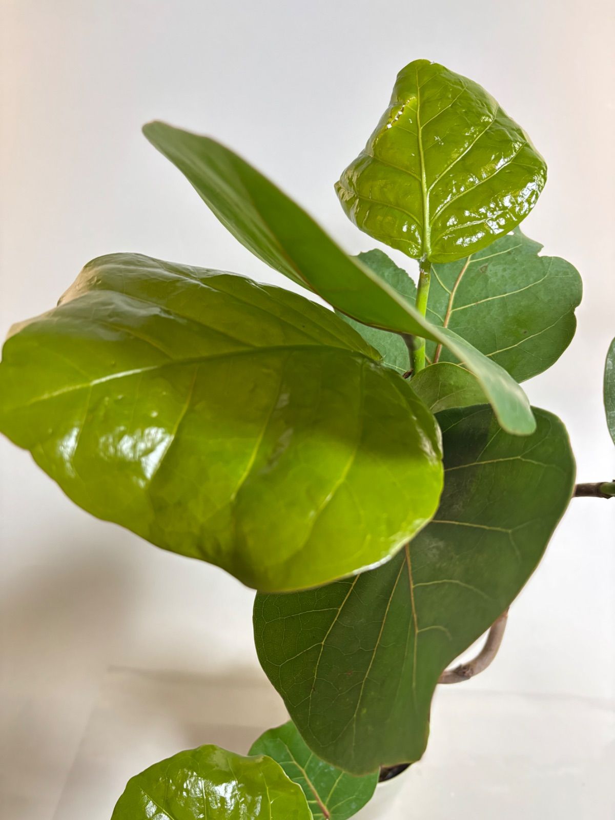 ☆希少☆ レア 観葉植物 オシャレ シーグレープ スパイラル 4寸 グリーン ✨️観葉植物 シーグレープ✨️希少 風水植物 スパイラル