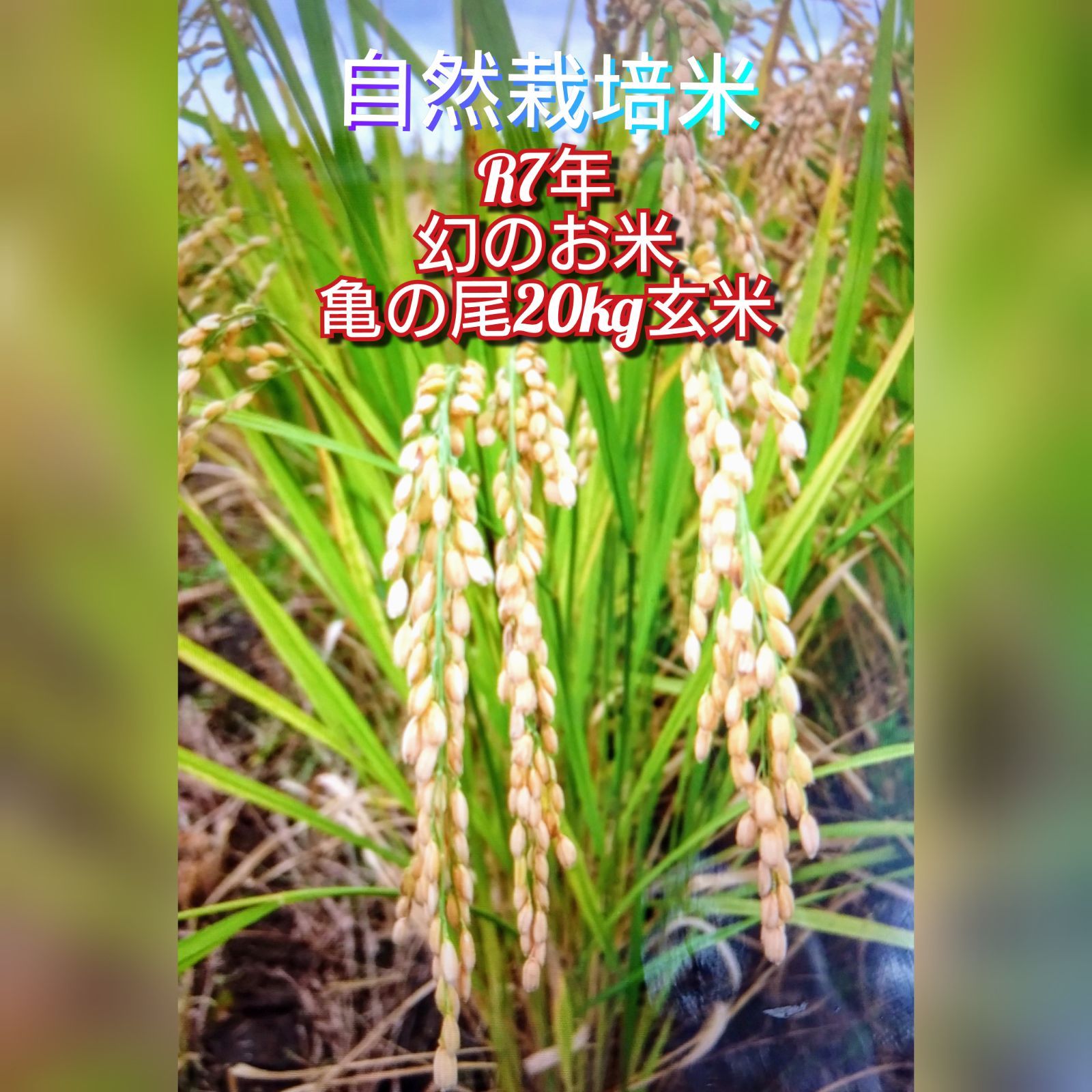 令和7年 自然栽培米 亀の尾20kg玄米