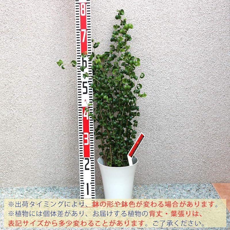 にも育てやすく リビングやオフィスのインテリアに