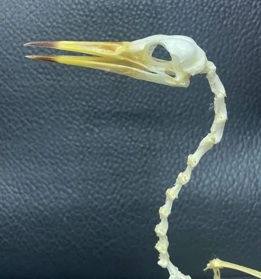 ジャワアカガシラサギ（javan pond heron）全身骨格標本 - メルカリ